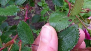 Ложная Мучнистая Роса роз.  Механизм заражения. Комплекс мер по борьбе.