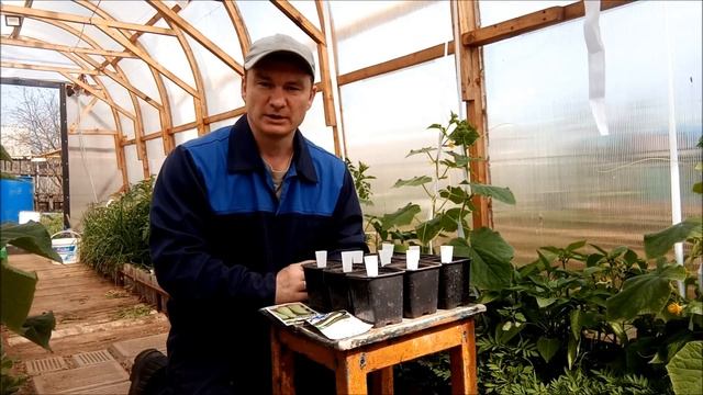 ПЕРВЫЙ урожай. Мир, Труд, Май, Огурец и Кабачок | 1 мая 2023 г. смотреть онлайн