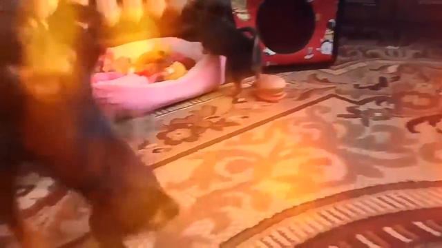 Щенки русского той - терьера смотреть онлайн