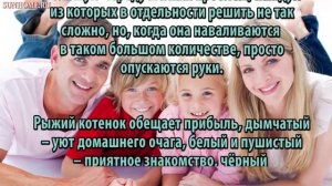 К чему снится Котята сонник, толкование сна