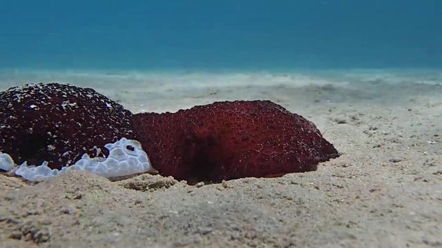 Морской заяц (Pleurobranchus grandis)2 смотреть онлайн