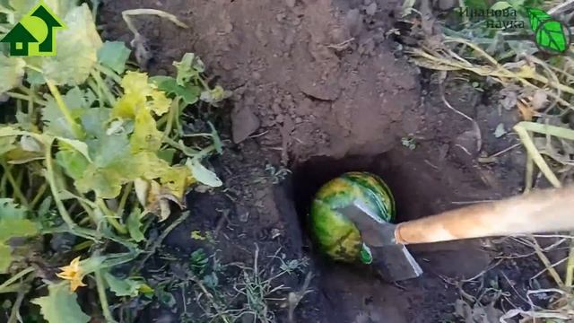ТЫКВА ГНИЁТ? РАДУЙТЕСЬ! Куда девать гнилую тыкву (и прочие овощи-фрукты)? Только не в компот! смотреть онлайн