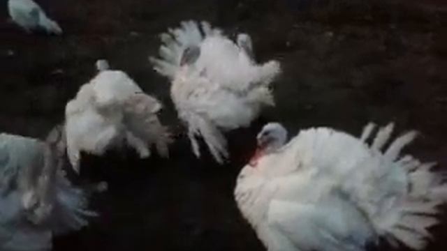 Танец лебедей смотреть онлайн