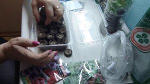 Сажаем семена цветов в торфяные таблетки