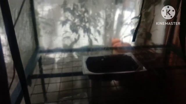 Подсела на цветы.🌸Мейнкун выселил с кровати🙉 смотреть онлайн