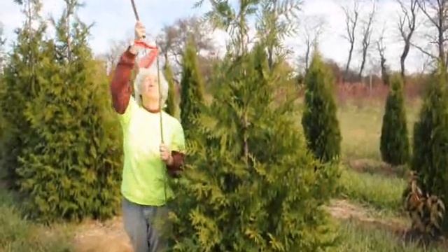 Video 2-3 ft Transplants Called Green Giant Arborvitae Thuja Plicata смотреть онлайн