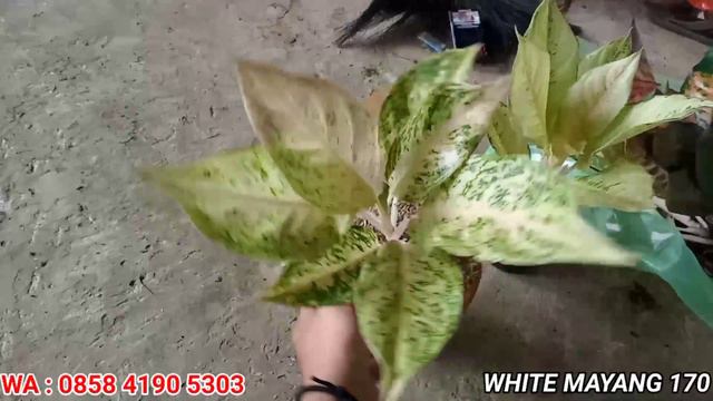 HARGA TURUN LAGI | OBRAL AGLONEMA MURAH COCOK BUAT PEMULA смотреть онлайн