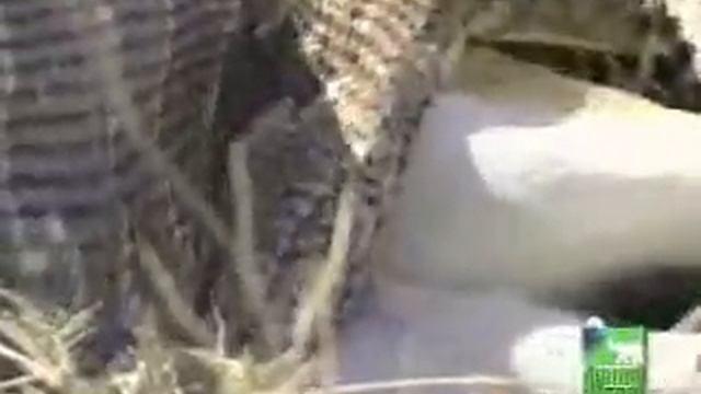 Python vs. Gazelle смотреть онлайн