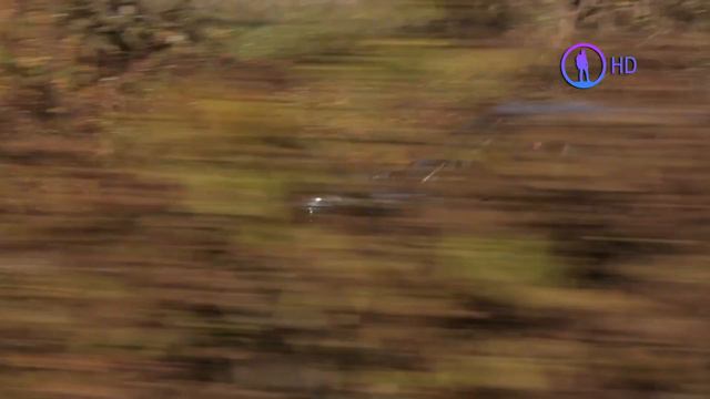 Ингушетия. Фотоохота на волков смотреть онлайн