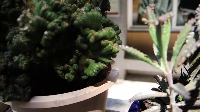 高雄 美濃 龍肚國小 Nikon Coolpix P7800  1080P  VIDEO TEST~1。