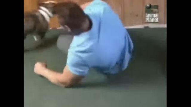 Бульдог. Лучшие породы собак. смотреть онлайн