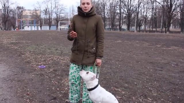 90% владельцев собак совершают ЭТУ ошибку на прогулке. Как не испортить отношения с собакой? смотреть онлайн