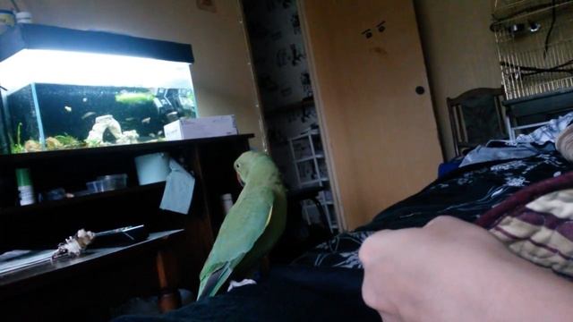 ожереловый попугай Микки. переходный возраст)))) смотреть онлайн