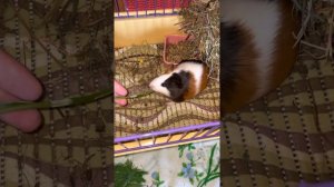 Морская свинка просит кушать