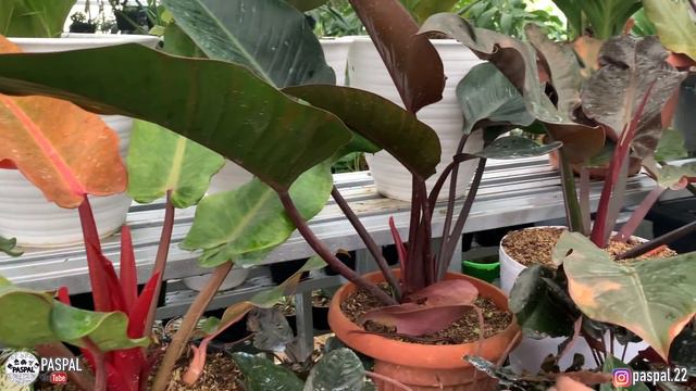 NURSERY LUAS ADA 4 ! PUSAT TANAMAN HIAS LENGKAP ! ADA KELADI, AGLONEMA, PHILO, ANTHURIUM | EP 81 смотреть онлайн