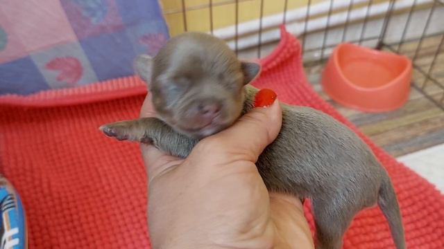 близкое знакомство с щенками чихуахуа,7 дней ,Божена и Ролекс питомник Кастропуло Крым смотреть онлайн