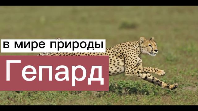Гепард 🐆