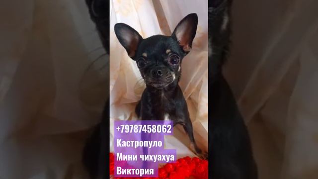 мини чихуахуа дочь нашего Ролекса Кастропуло вес 1900 грамм продажа доставка+79787458062 купить мин смотреть онлайн