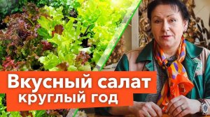 ВСЁ, ЧТО ВЫ ХОТЕЛИ ЗНАТЬ О САЛАТЕ И ДАЖЕ БОЛЬШЕ! Восхитительные сорта и секреты выращивания салата