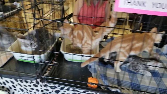 Save A Kitty смотреть онлайн