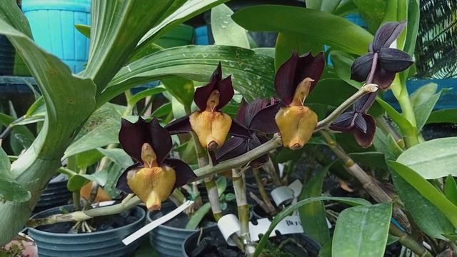 Catasetum TENEBROSUM Anggrek HITAM dari AMERIKA LATIN смотреть онлайн