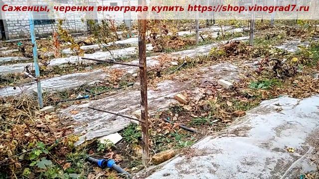 Столбы двухплоскостной шпалеры со смещенной установкой для облегчения укрытия виноградника в зиму смотреть онлайн