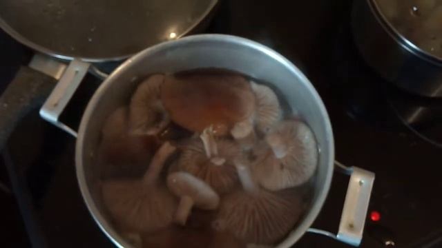 Вкусные рецепты с грибами