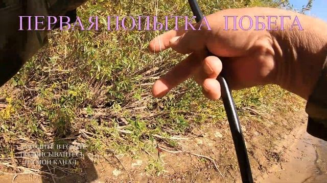 ПОБЕГ ЩУКИ ИЗ САДКА смотреть онлайн