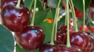 Вишня обыкновенная Харитоновская (haritonovskaya) ? обзор: как сажать, саженцы вишни Харитоновская