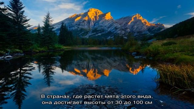 Ремонтный Камертон