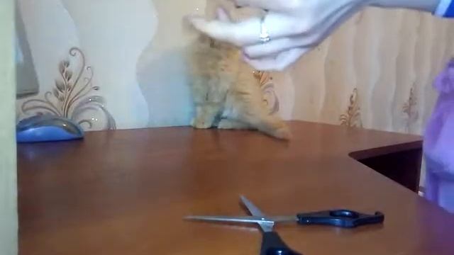 Игрушка дразнилка для кошек своими руками смотреть онлайн