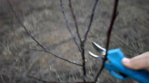 Обрезка сливы весной правильно и формирование кроны..