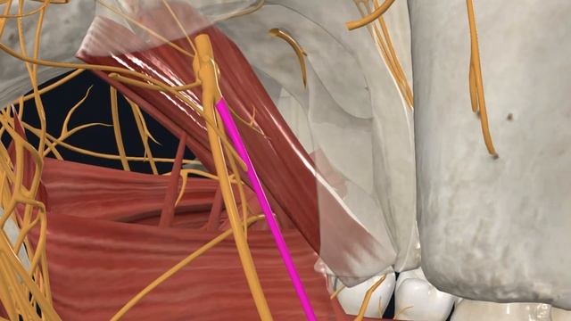 Лицевой нерв - 7 пара черепных нервов /Неврология смотреть онлайн