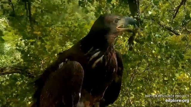 Decorah Eagles 8-28-20, 3:45 pm D36 on skywalk, then to the nest смотреть онлайн