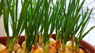 Как вырастить зелёный лук на подоконнике/Лук на зелень/Первую зелень можно собирать уже через неделю смотреть онлайн