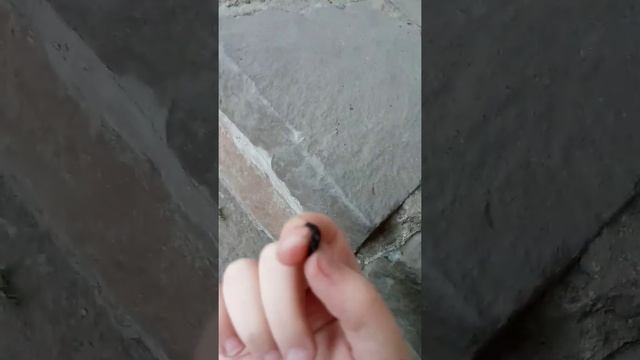 ЖУКОБУМ В КОНЦЕ МАЯ: Сразу трое новых ПОДОПЕЧНЫХ за один день))) смотреть онлайн