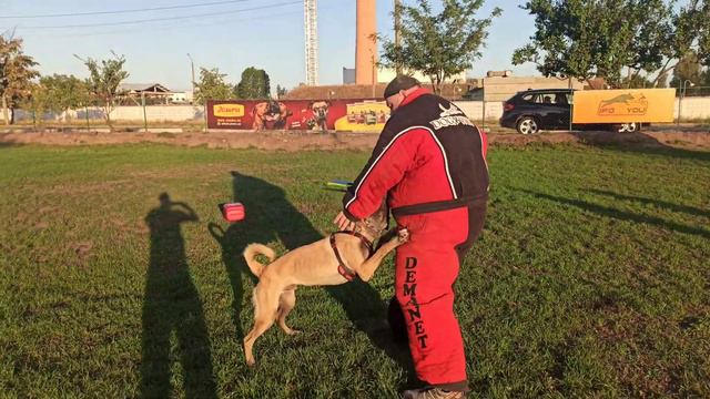 Клуб DogWin, Arth KernelDog (10 мес.), бельгийская овчарка малинуа, защита, работа при отвлечениях. смотреть онлайн