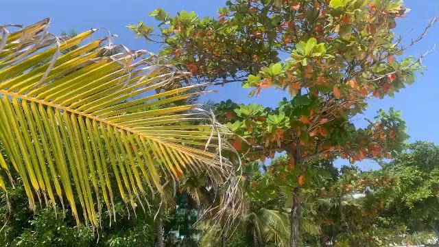 Maldives Atoll island part2 смотреть онлайн