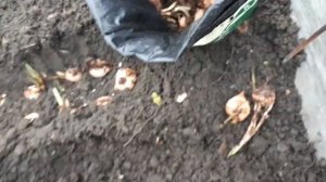 Монбреция, (японский гладиолус)посадка.