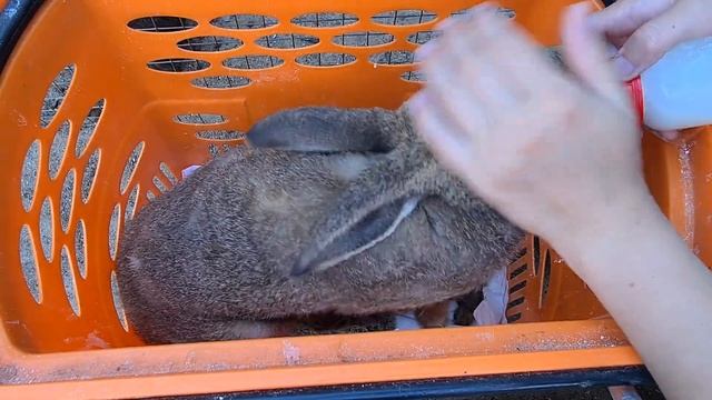 Ребёнки куфают. Пушины зайчата смотреть онлайн