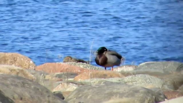 Zoom Lens Canon PowerShot SX50 HS смотреть онлайн