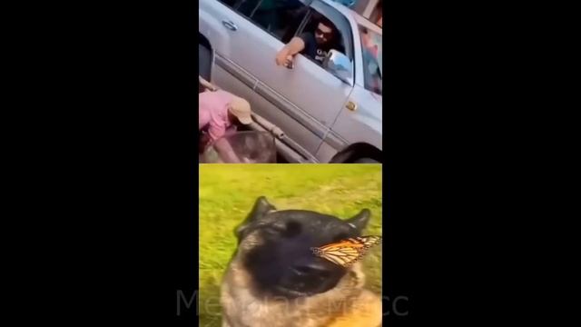 тик ток стал пауком l подборка мемов смотреть онлайн