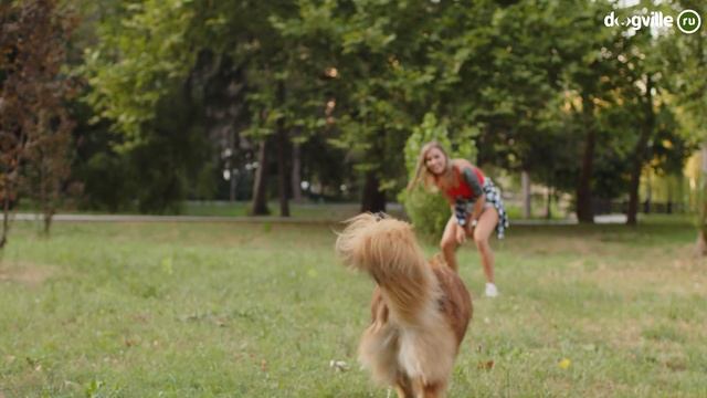 Бордер-колли - О породе - Как выбрать щенка Бордер-колли? смотреть онлайн