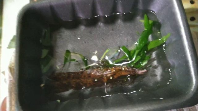 Как размножается таиландский папоротник смотреть онлайн