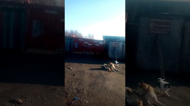 АЙКА достает Сема! смотреть онлайн