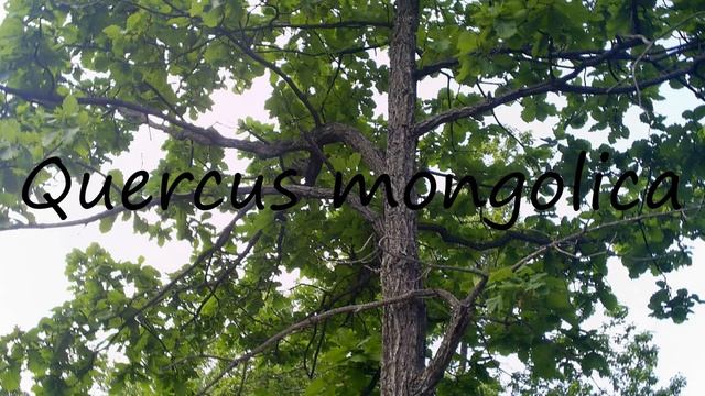 How to Pronounce Quercus mongolica? смотреть онлайн