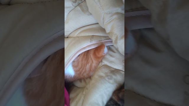 Кошечки мёрзнут.... Дома холодно. Наши любимцы😺😺😺😺 смотреть онлайн