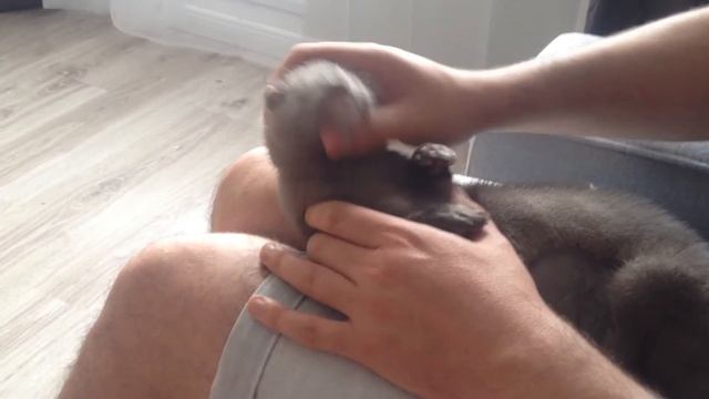 Будим Хантера | Как спит норка #2 смотреть онлайн