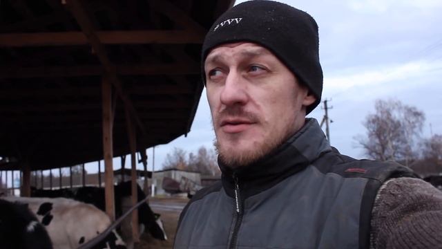 БЫК-ПРОИЗВОДИТЕЛЬ ЗАХВОРАЛ - ДИАГНОЗ И ЛЕЧЕНИЕ смотреть онлайн