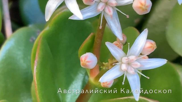 Spectacular  Winter Blooming Crassula«Денежное Дерево» КРАССУЛА